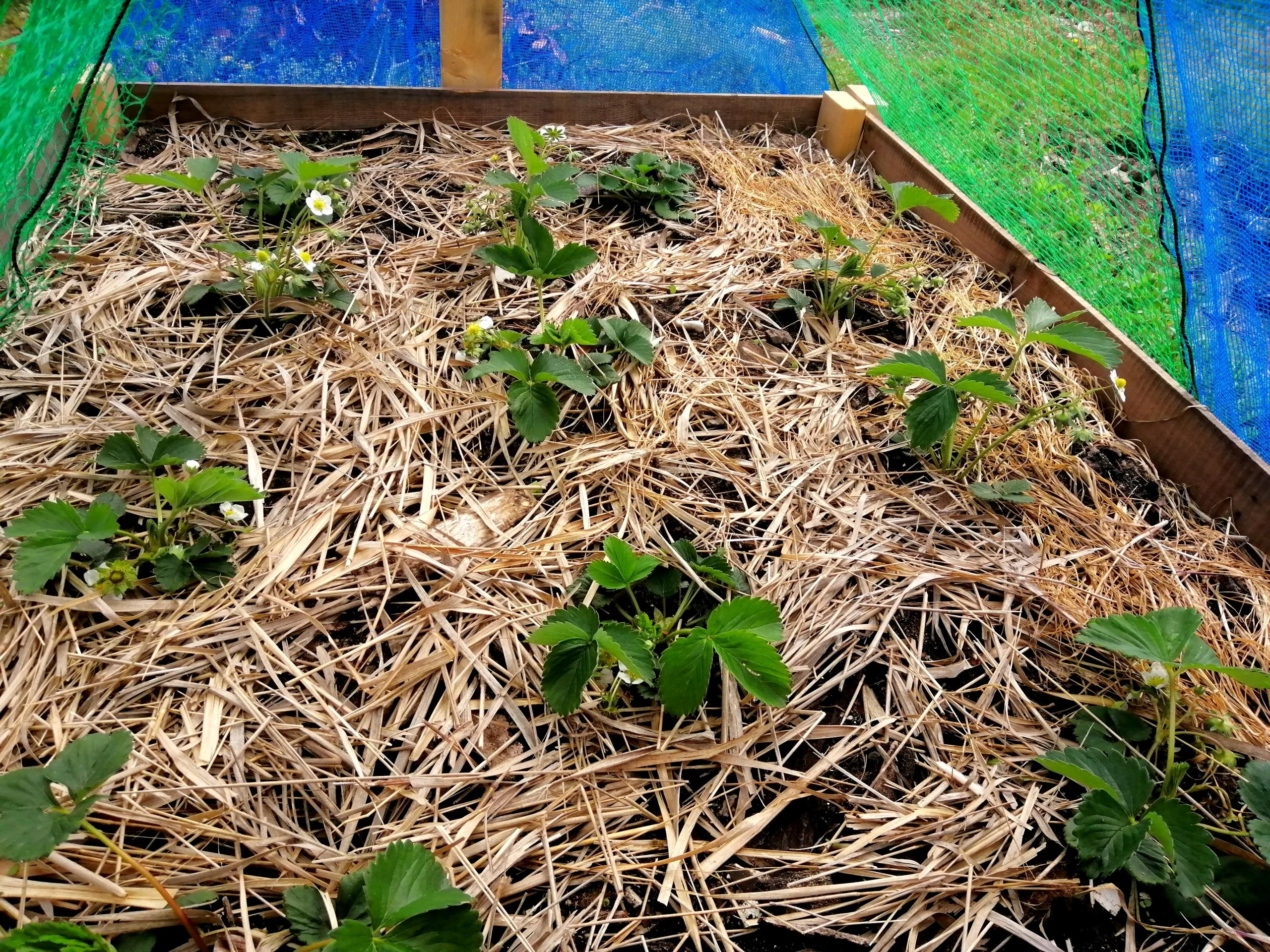 Strawberries doing well.