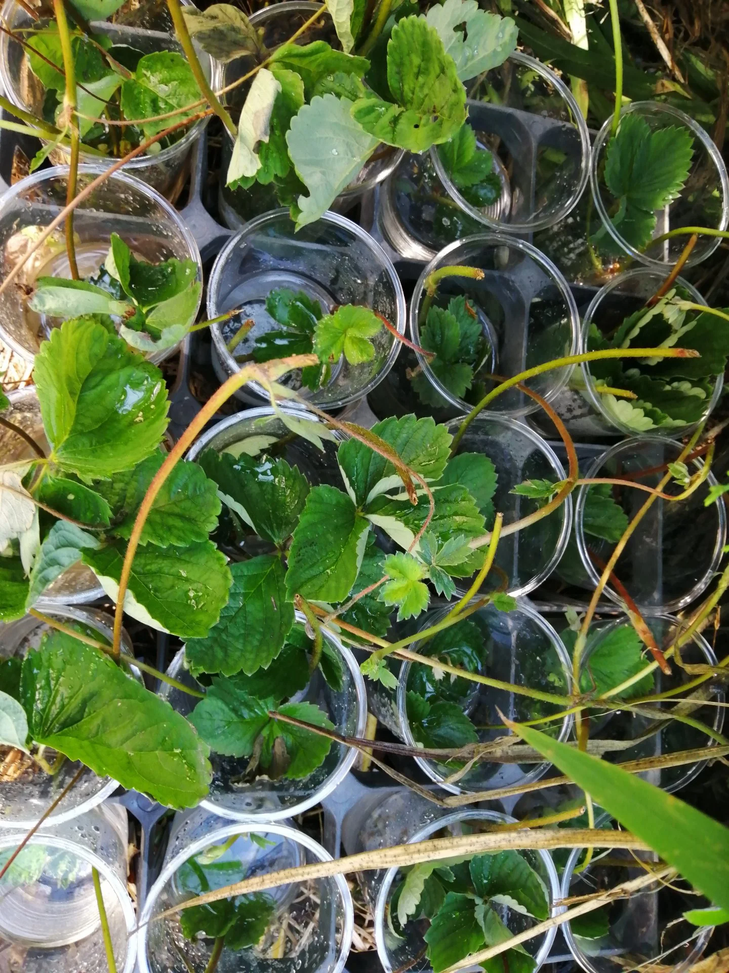 Strawberry clones coming back