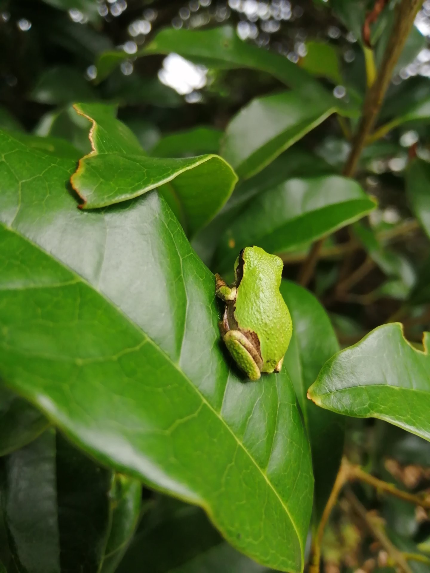 Stubborn Japanese tree frog.