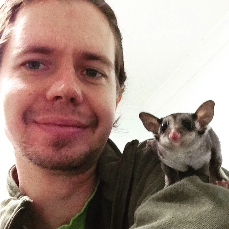 Sugar Glider - Petaurus breviceps