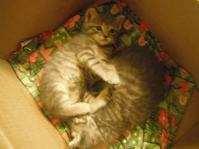 Summer and Beltane, curled up in their little box! We did find these two together, then Winter and Rain.