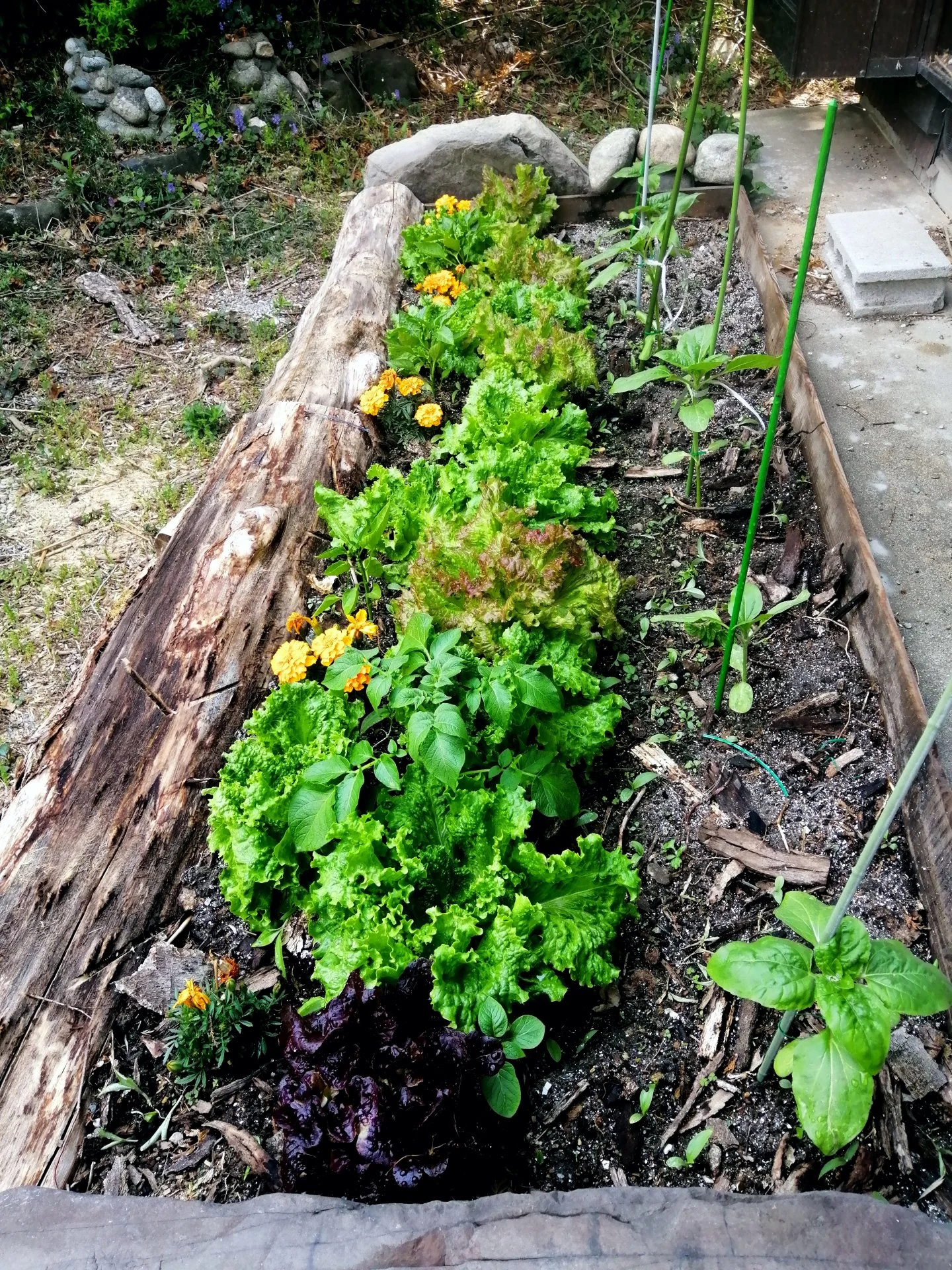 Sunflowers are really going strong!