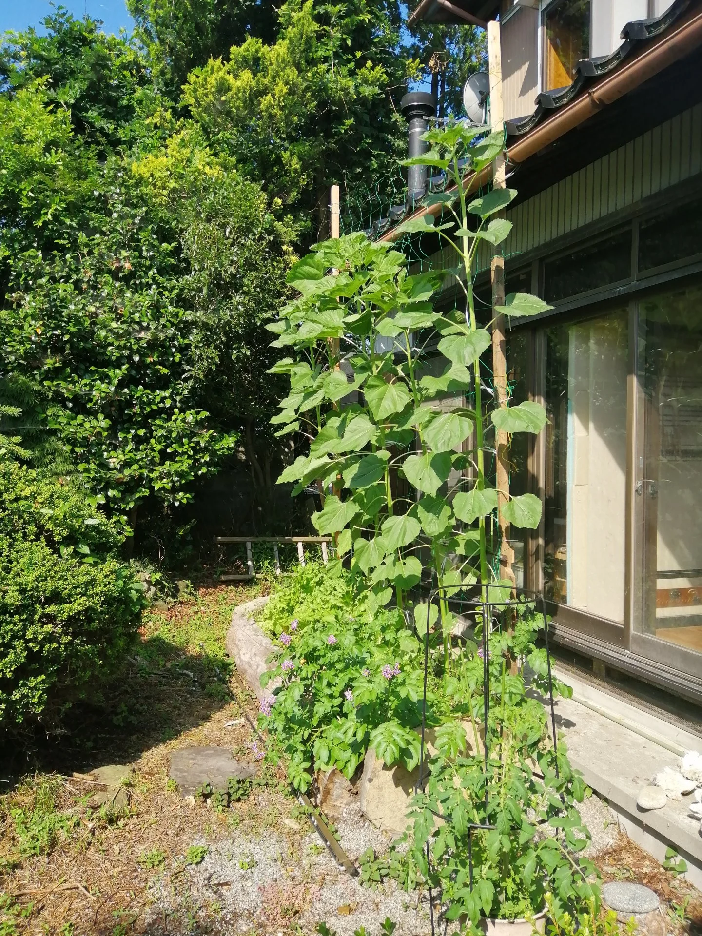 Sunflowers cresting the roof.