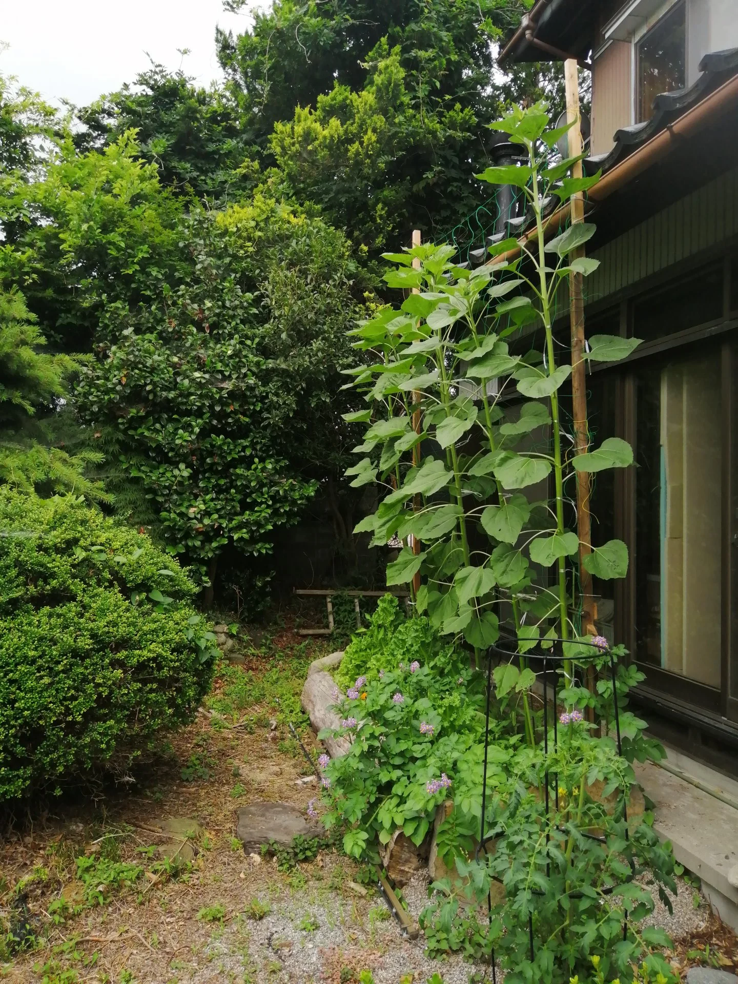 Sunflowers have breached the roofline.