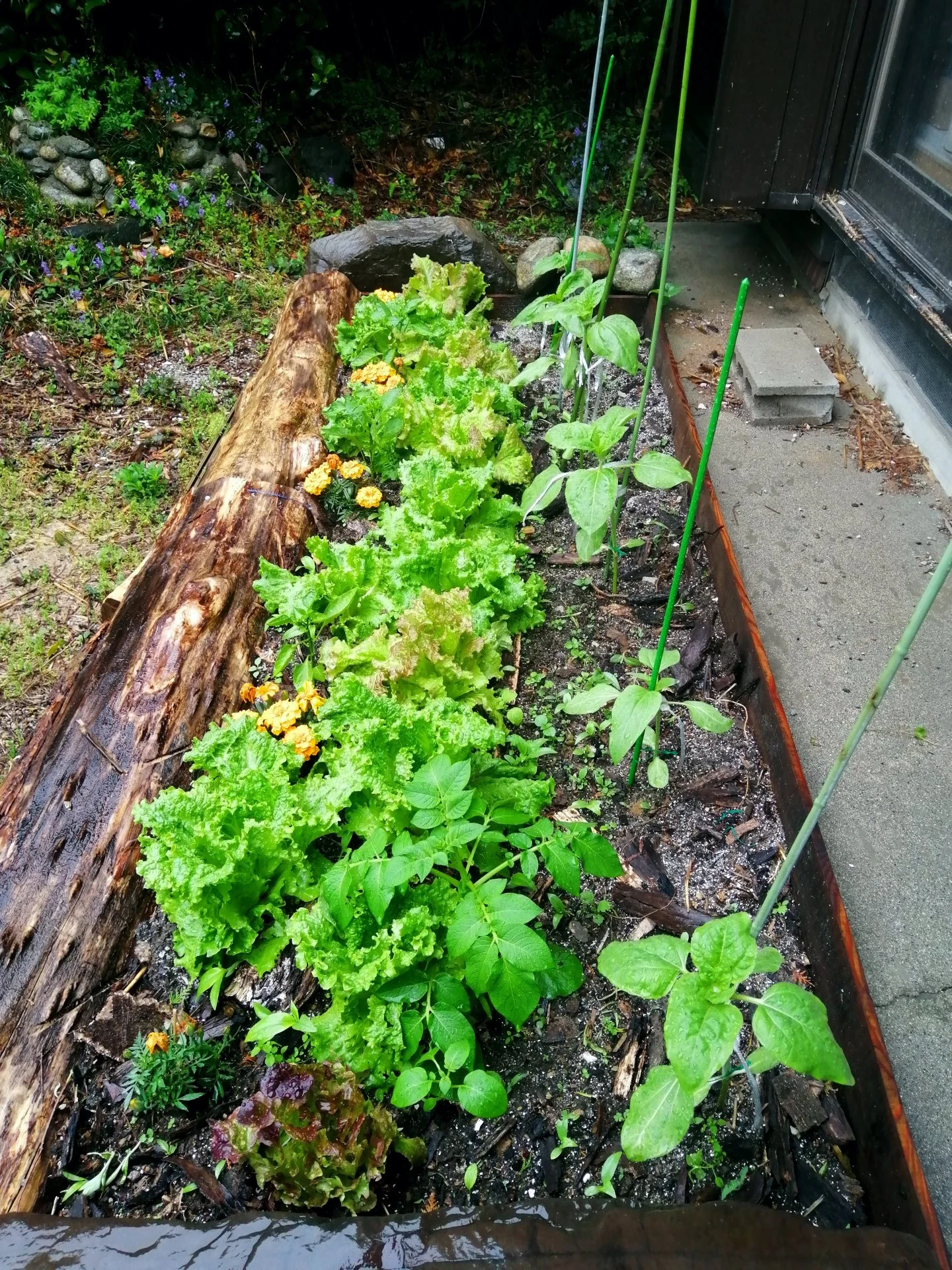 Sunflowers weathered a nasty storm.