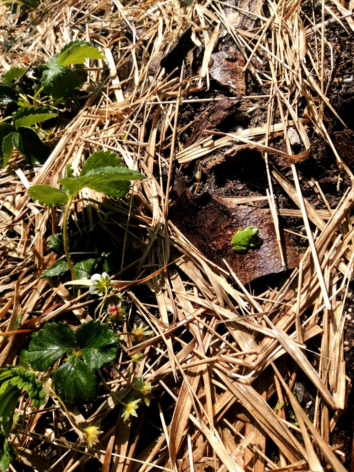 The strawberry guardian