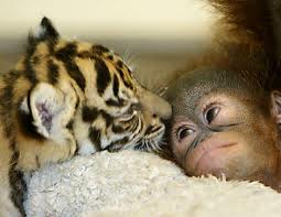 Tiger and monkey