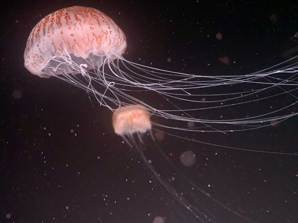 Tiger sea nettle