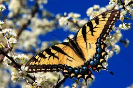 Tiger Swallowtail