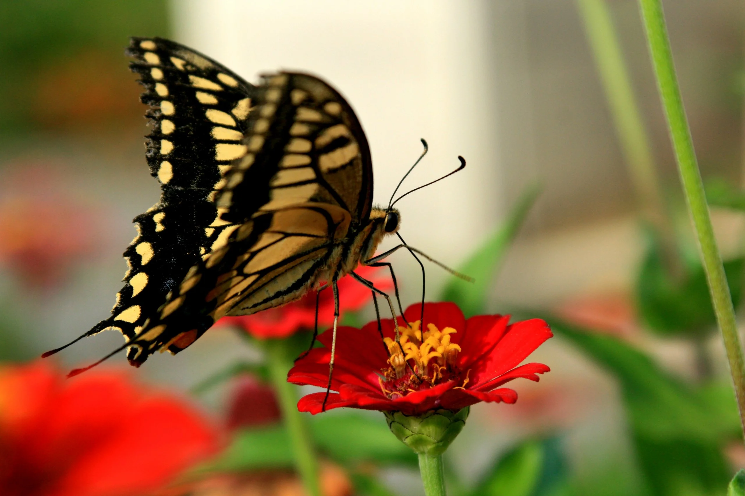 Tiger swallowtail