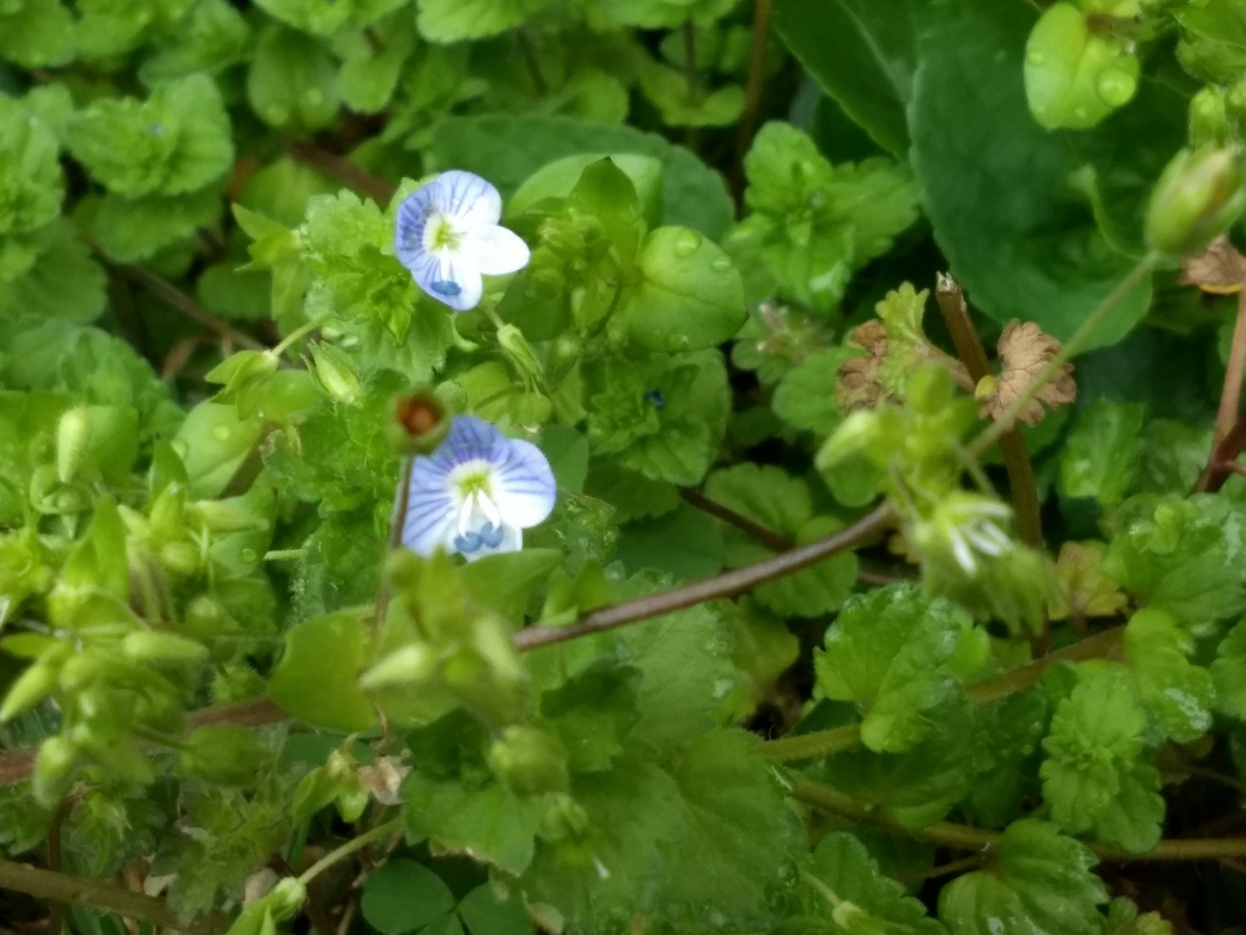 Tiny cute flowers