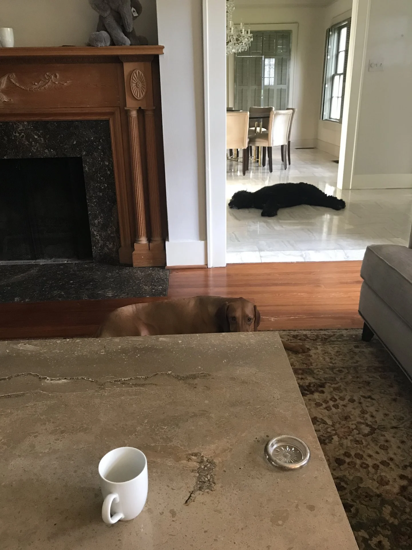 Tired pup and guilty pup