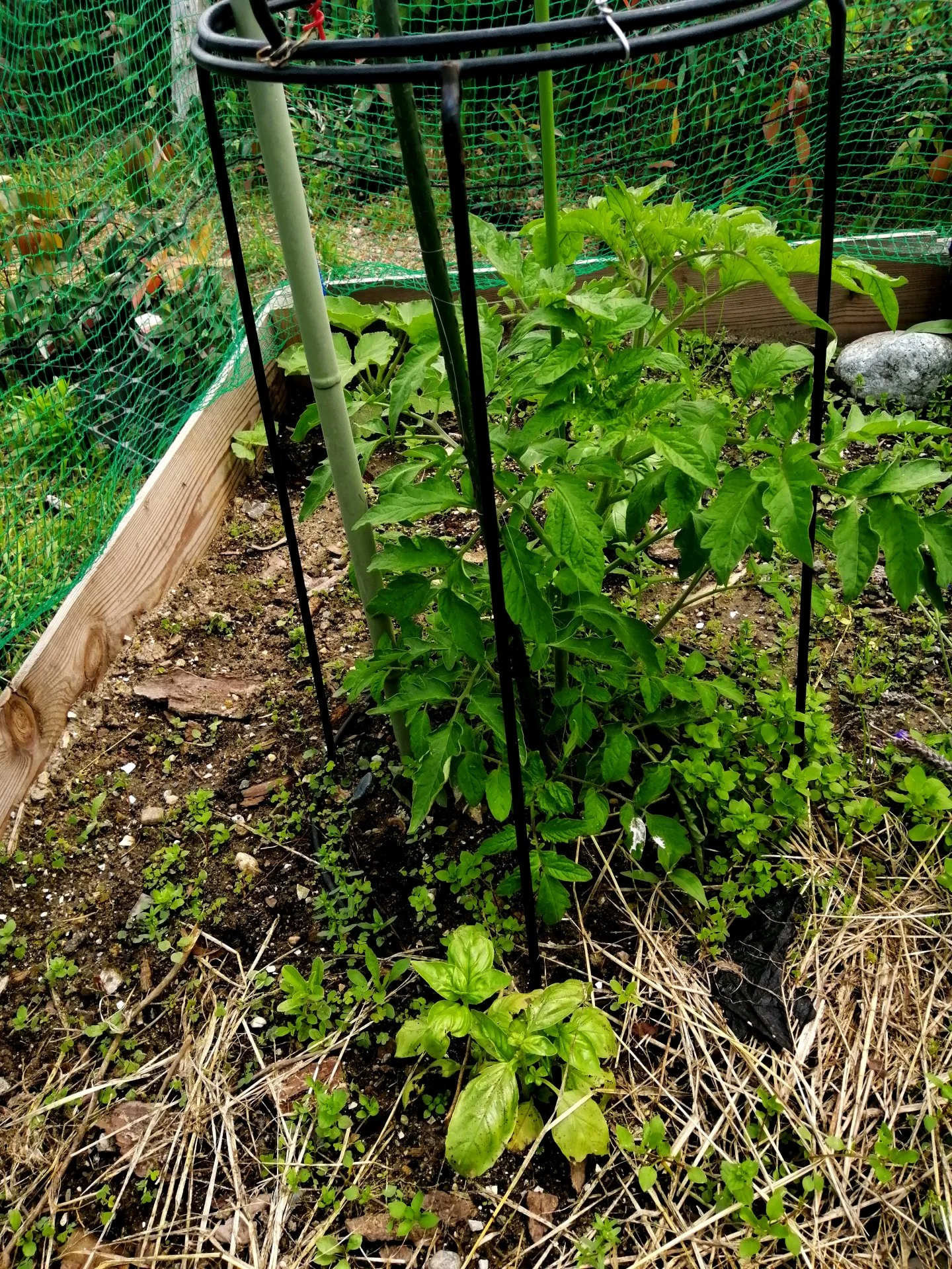 Tomato plant is booming.