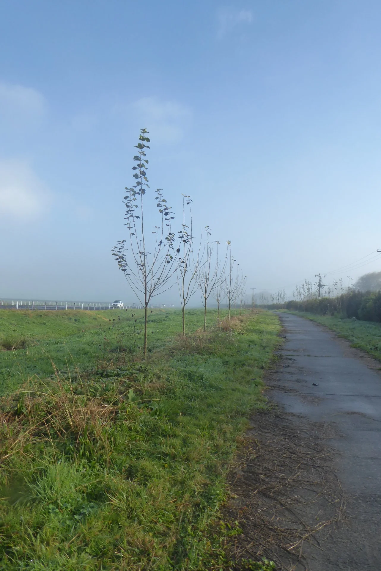 Trees In The Fog---40km Adventure