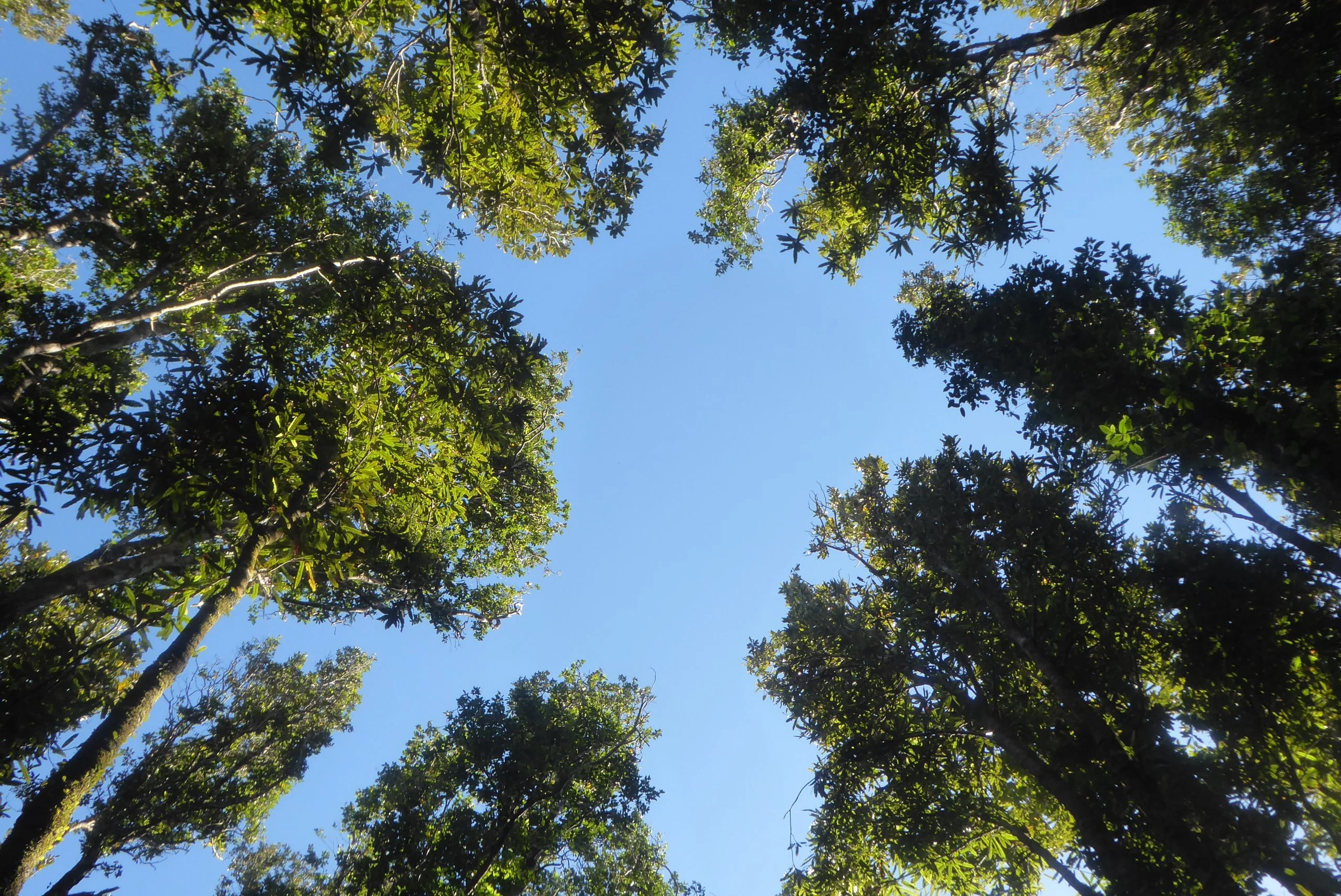 Trees---Lake Okataina