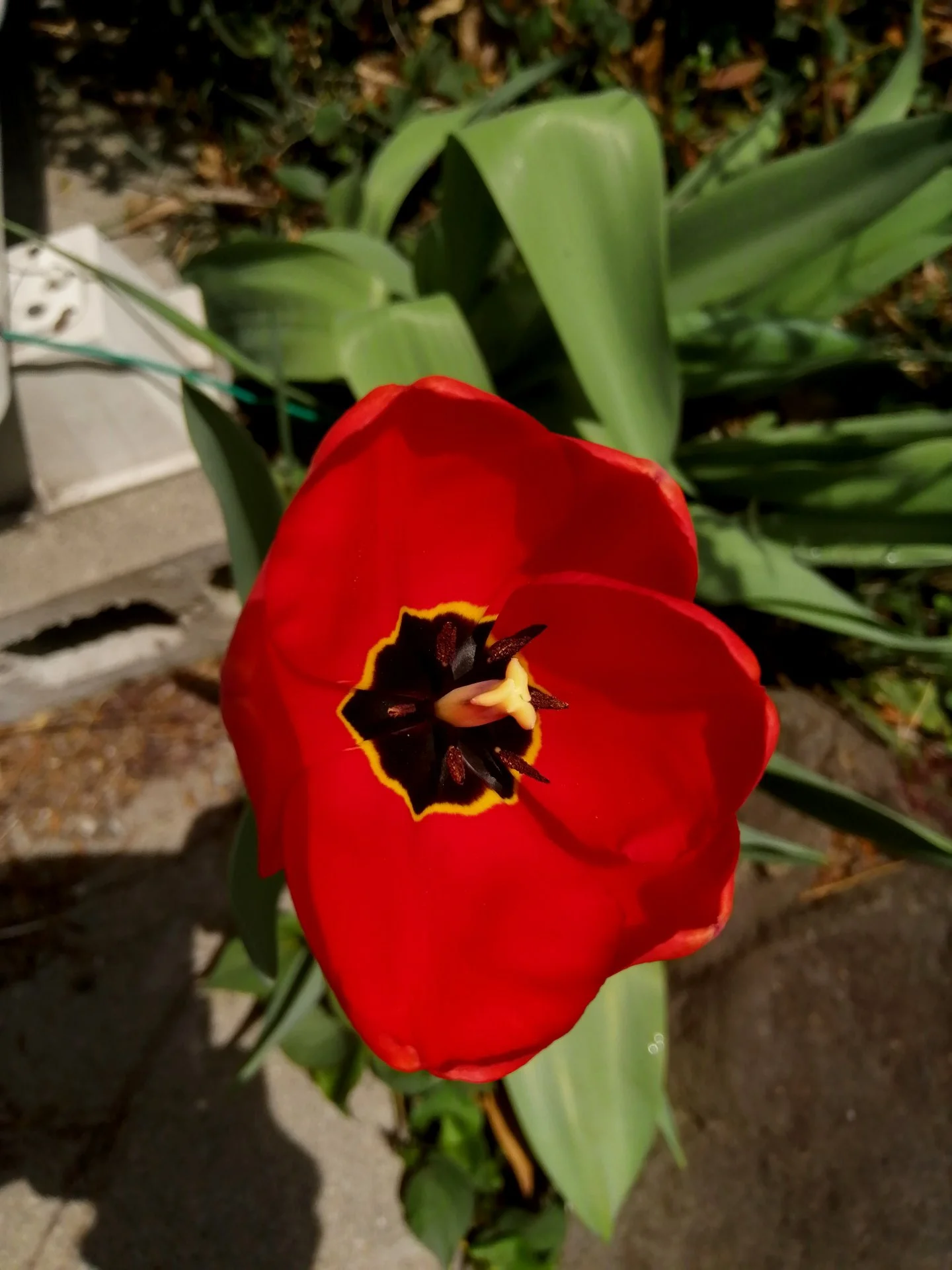 Tulip in the backyard.