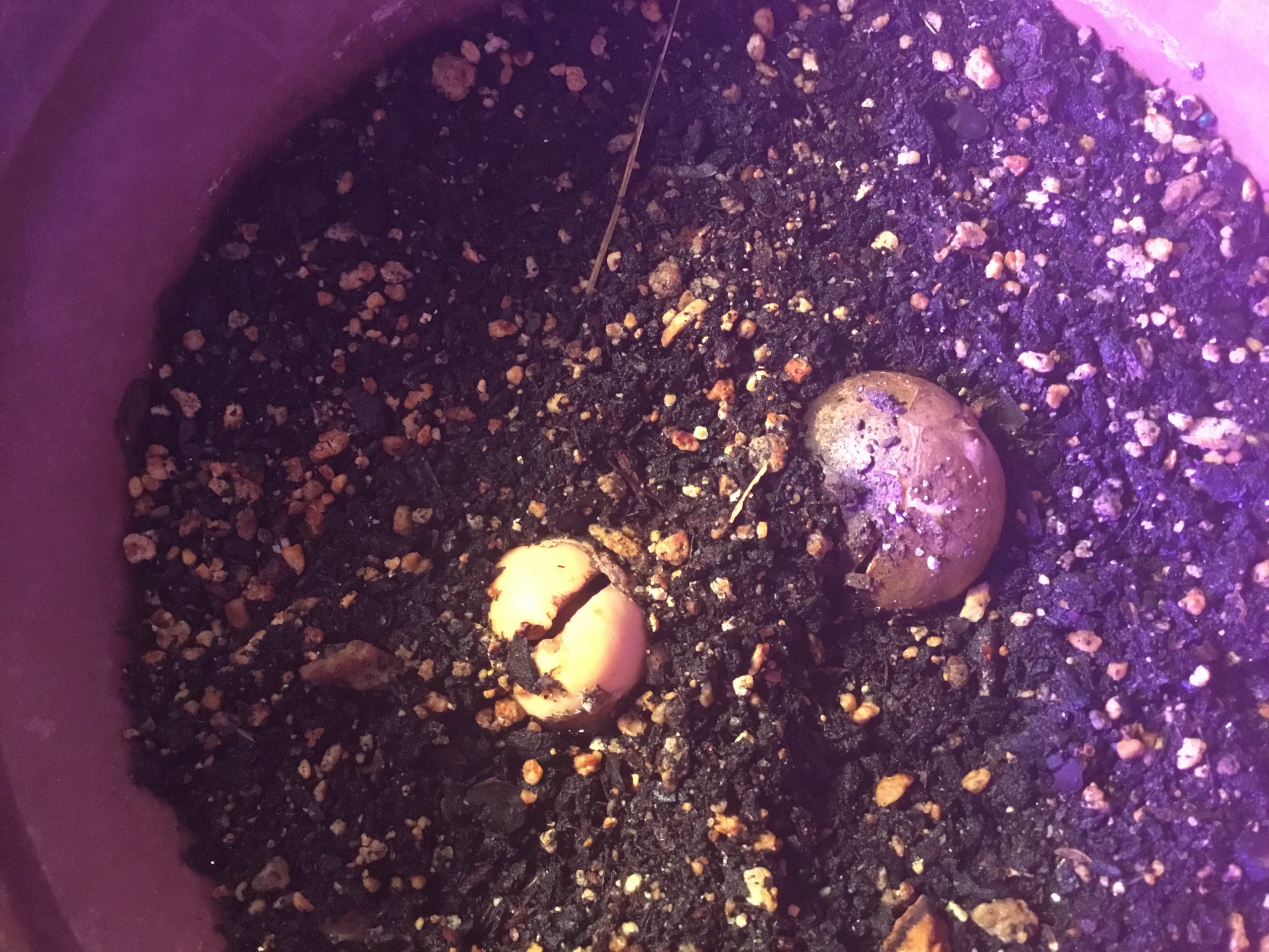Two avocado seeds planted April 2019
