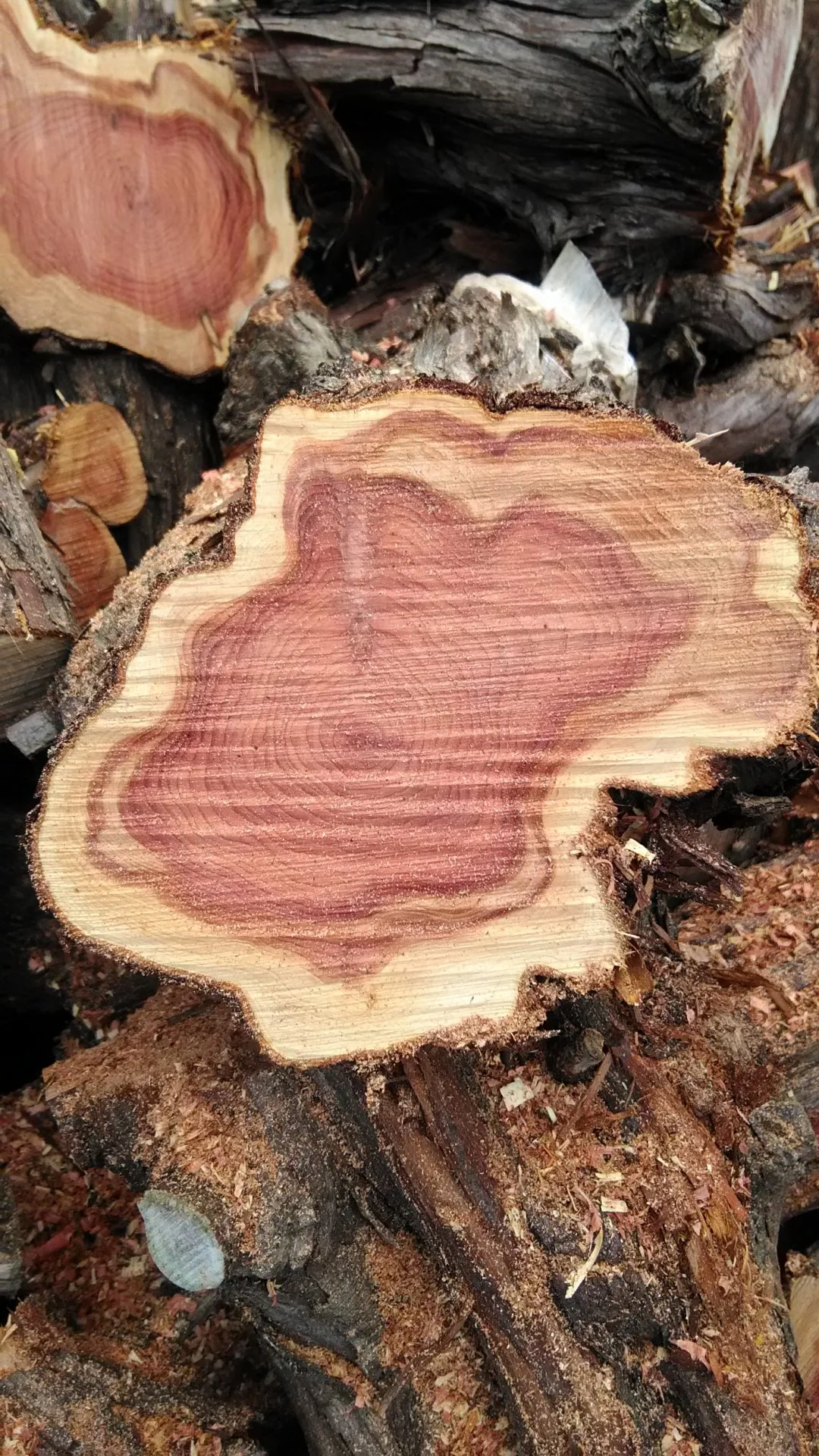 Unsplittable cedar.
