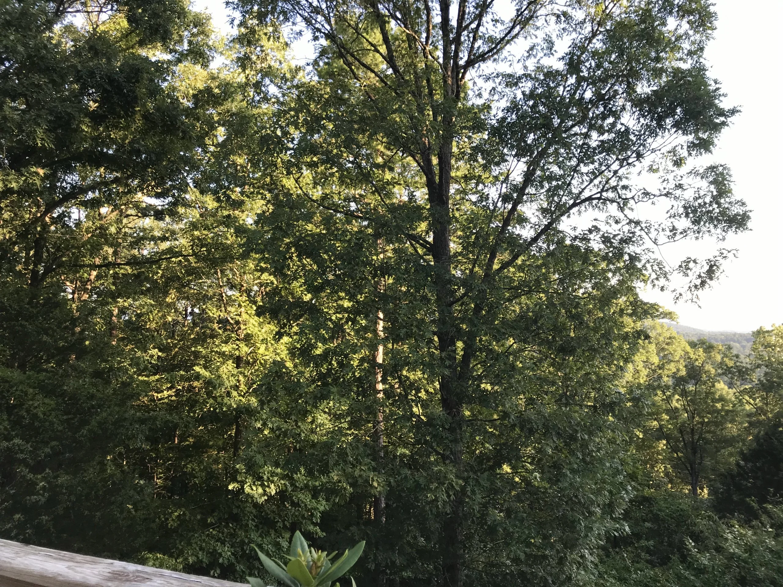 View this morning, from the balcony