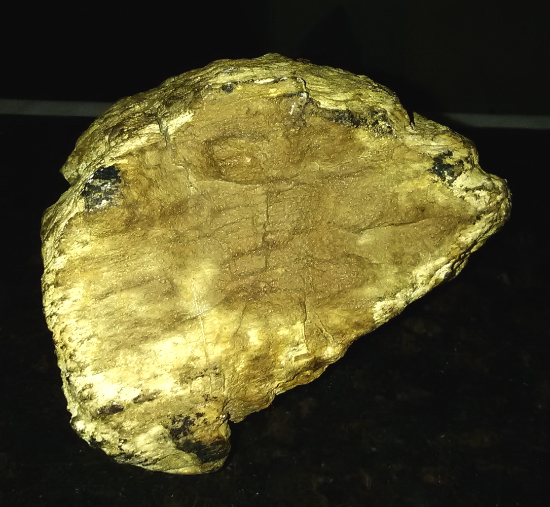 Weathered Mastadon Tooth Fragment 01-A