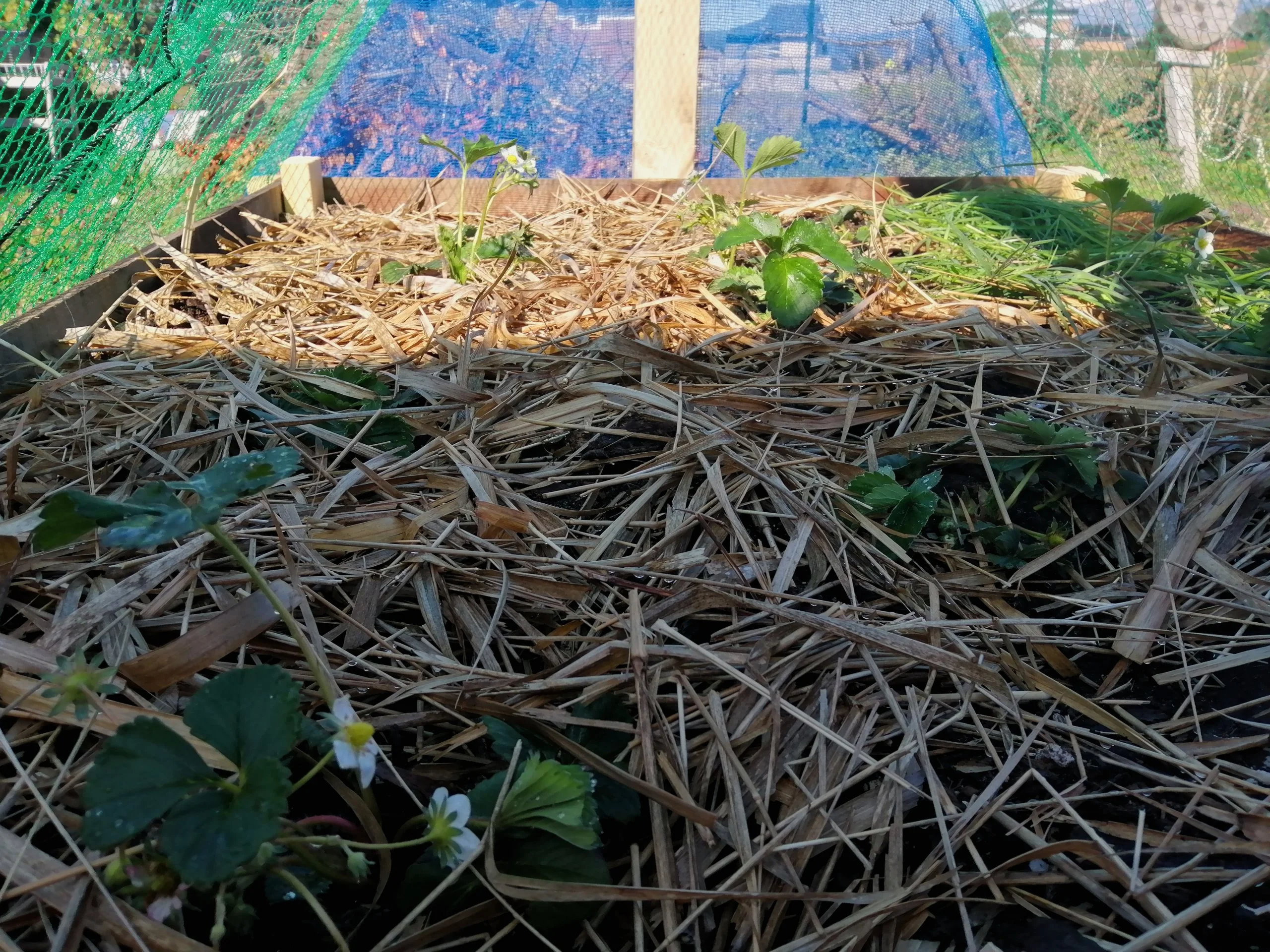 Went to the river and got some straw for my strawberry bed.