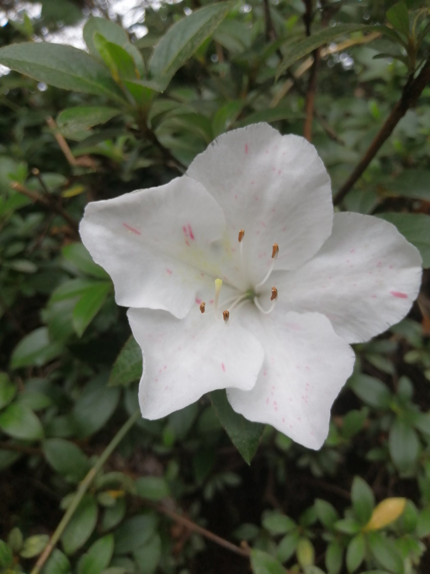 White rodedendron flower