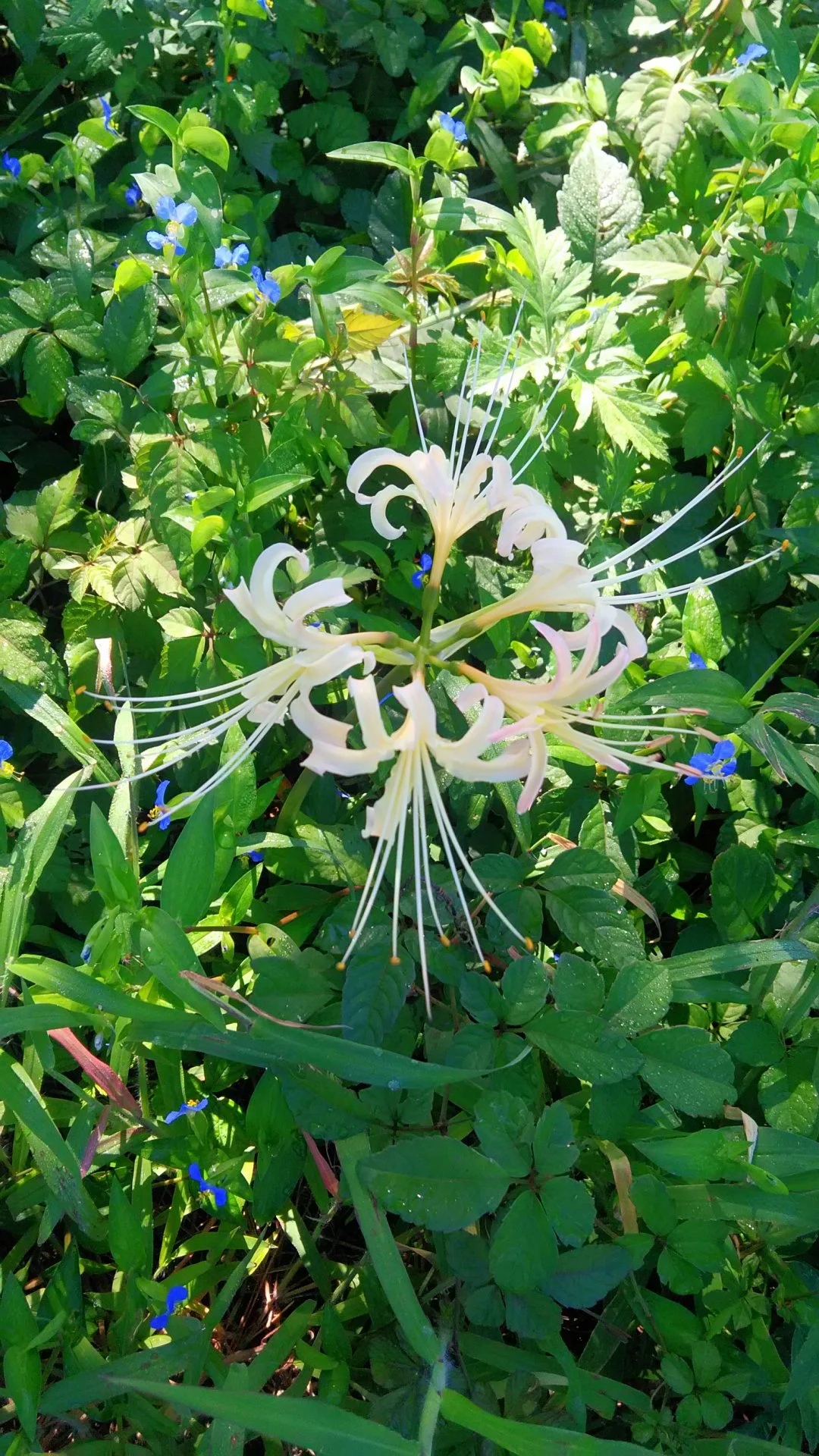 White spider Lilly.