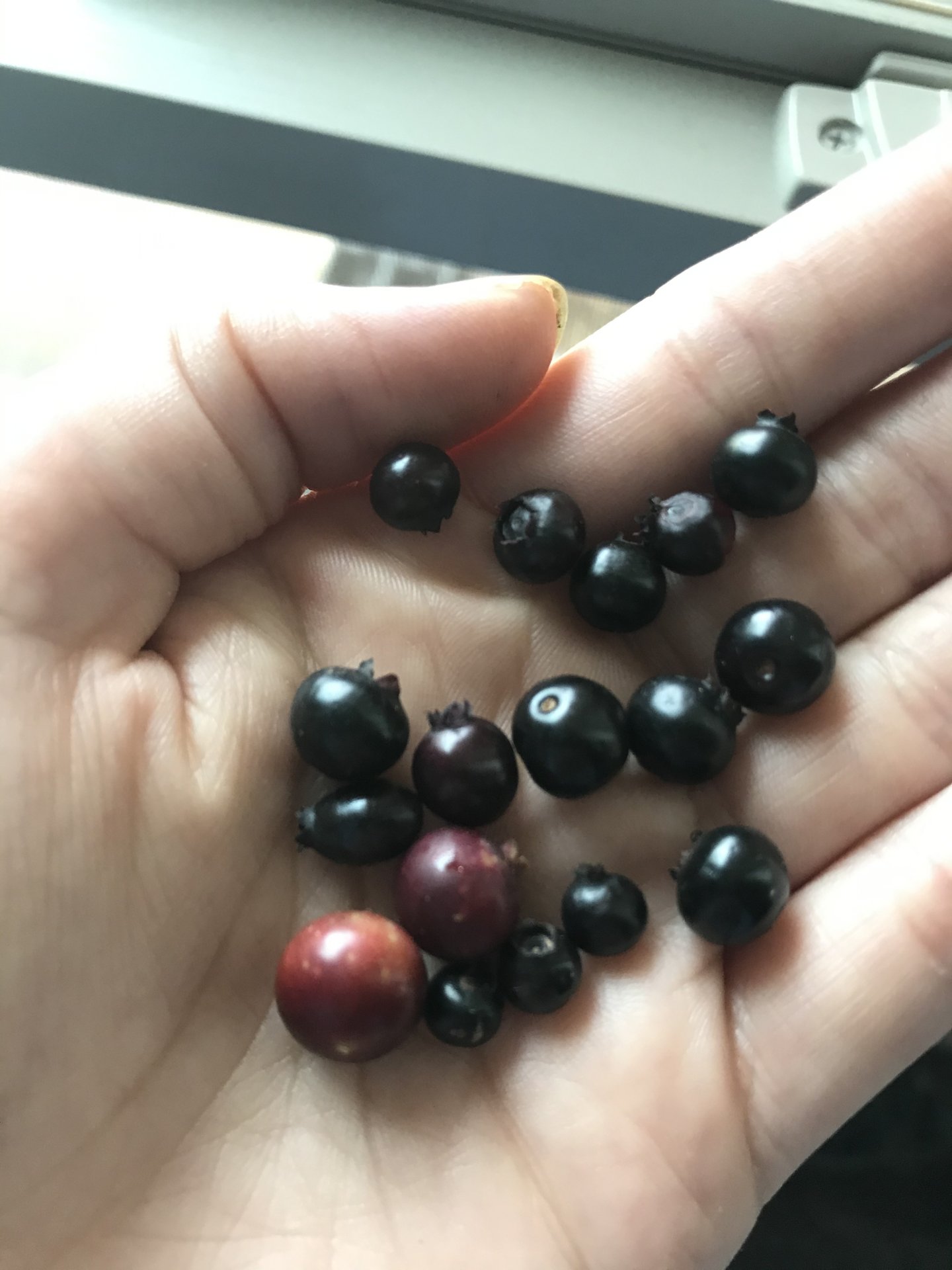 Wild blueberries size variation