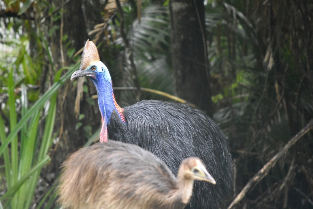 Wild Cassowaries