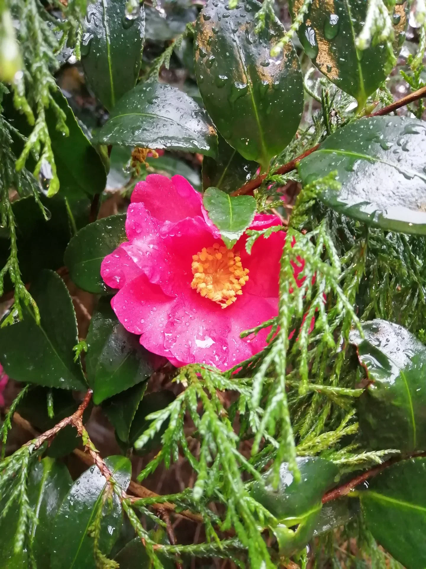 Winter flowering tree.