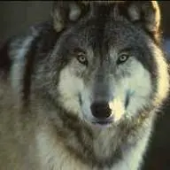 wolf power animal