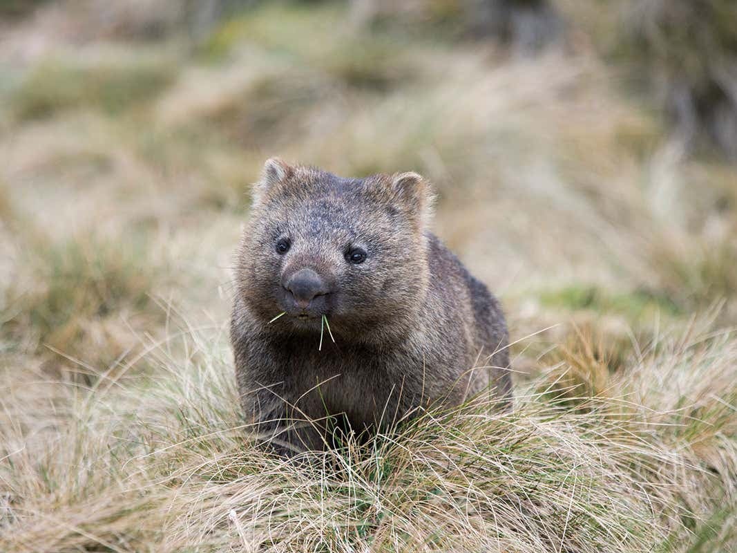 Wombat 2 - Electric boogaloo
