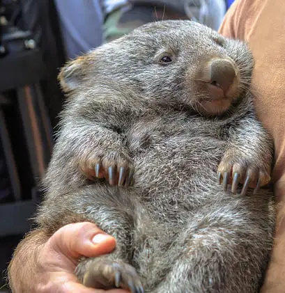 Wombat