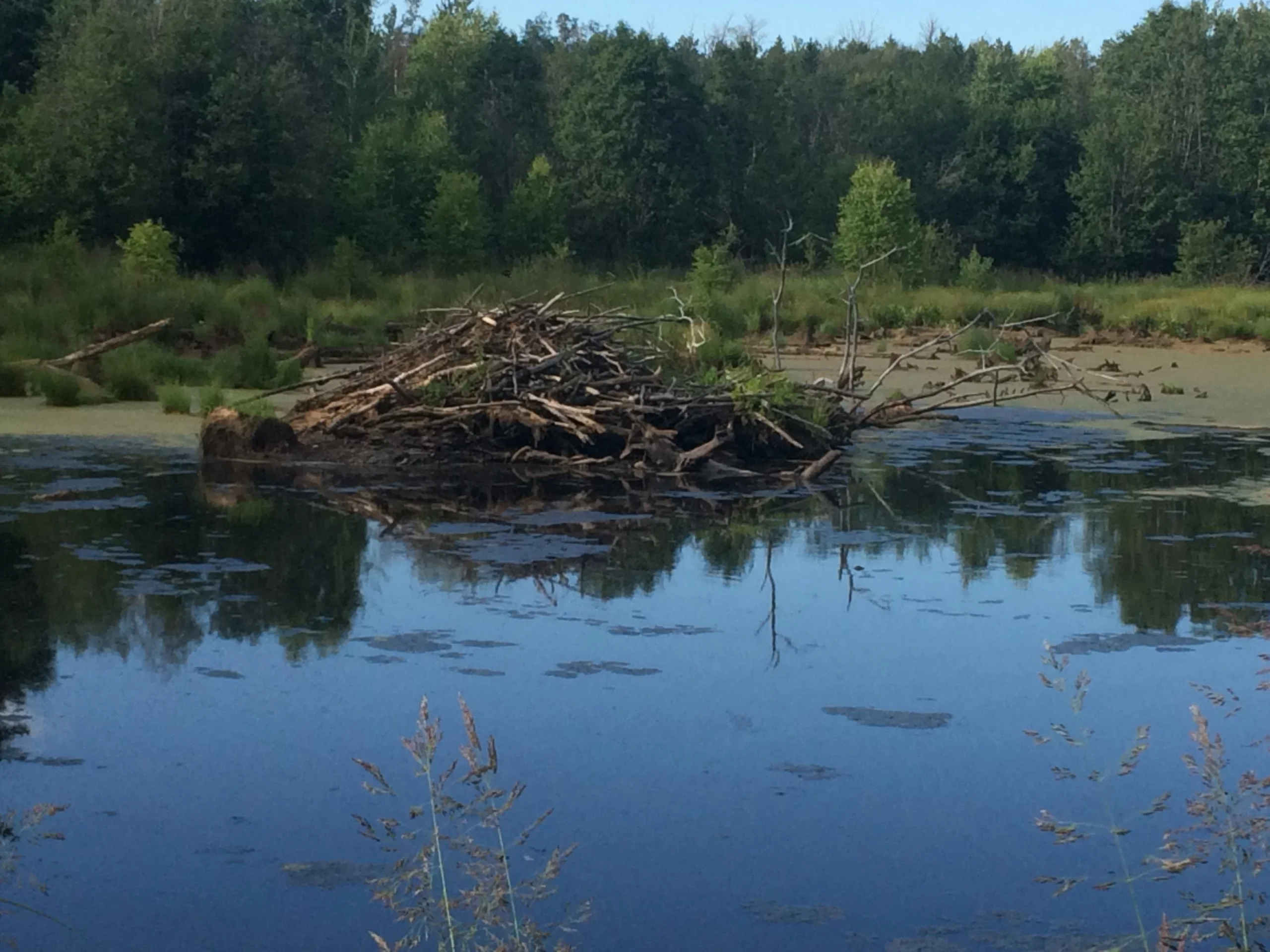 Wouldn’t be a national park without a Beaver