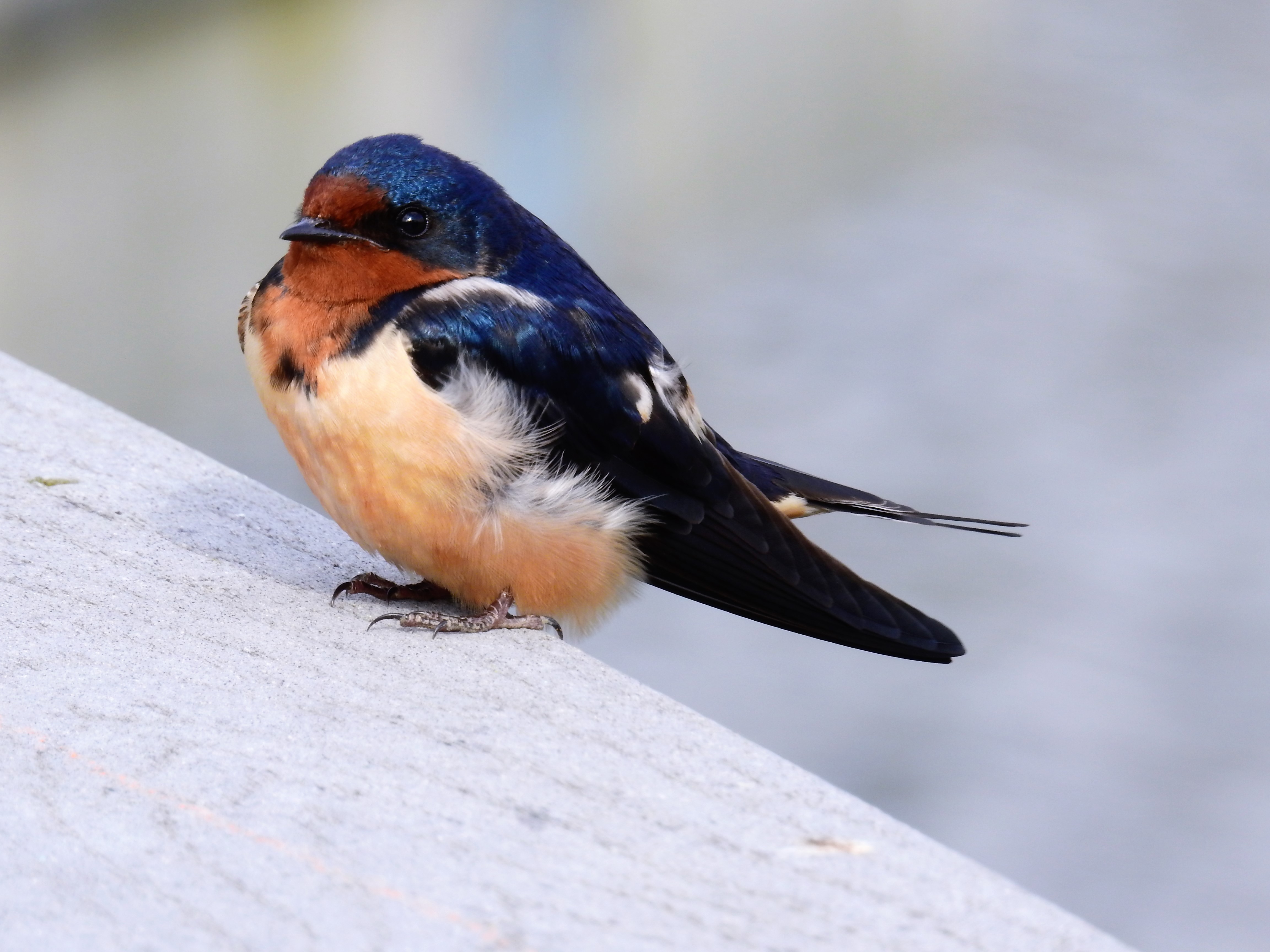 barn-swallow.jpg