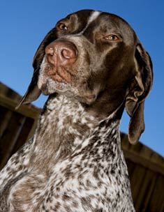 German_Shorthaired_Pointer_face.jpg