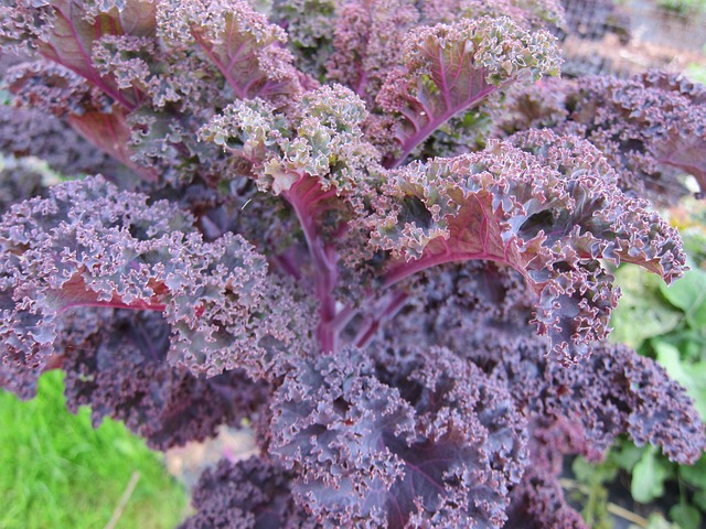 kale-945708_640.jpg