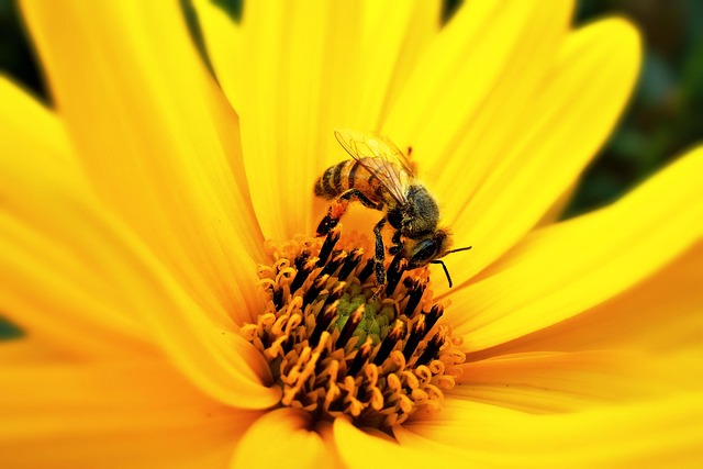 bee-3641265_640.jpg