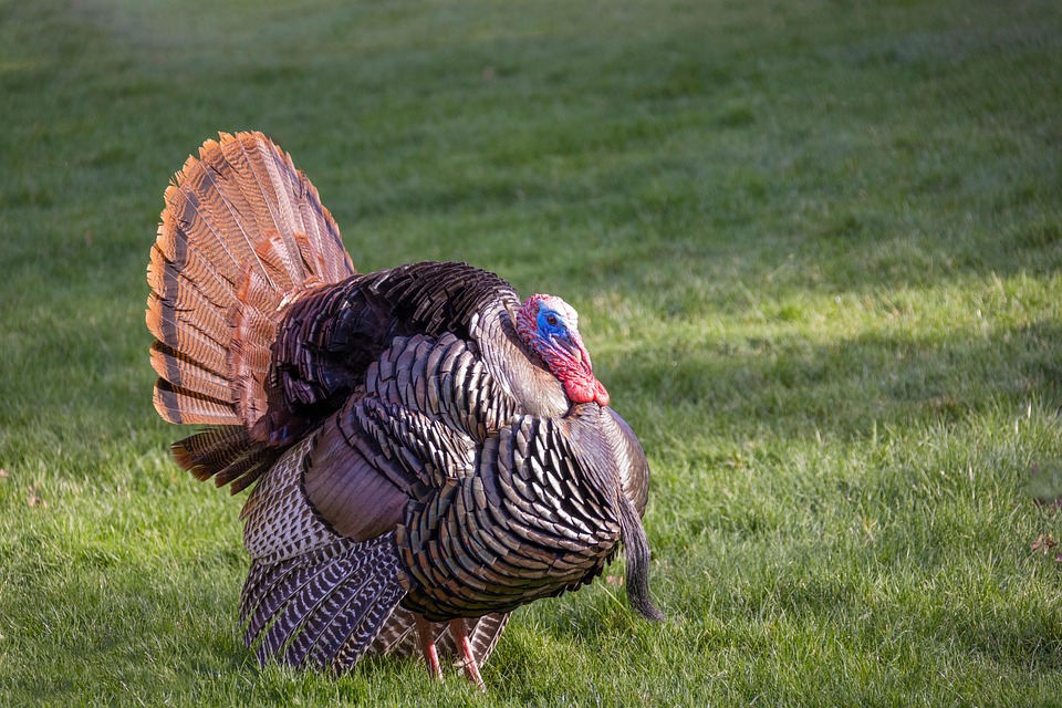 wildlife-6202054_960_720.jpg