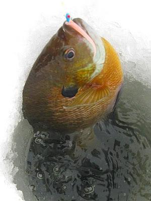 apan2.jpg