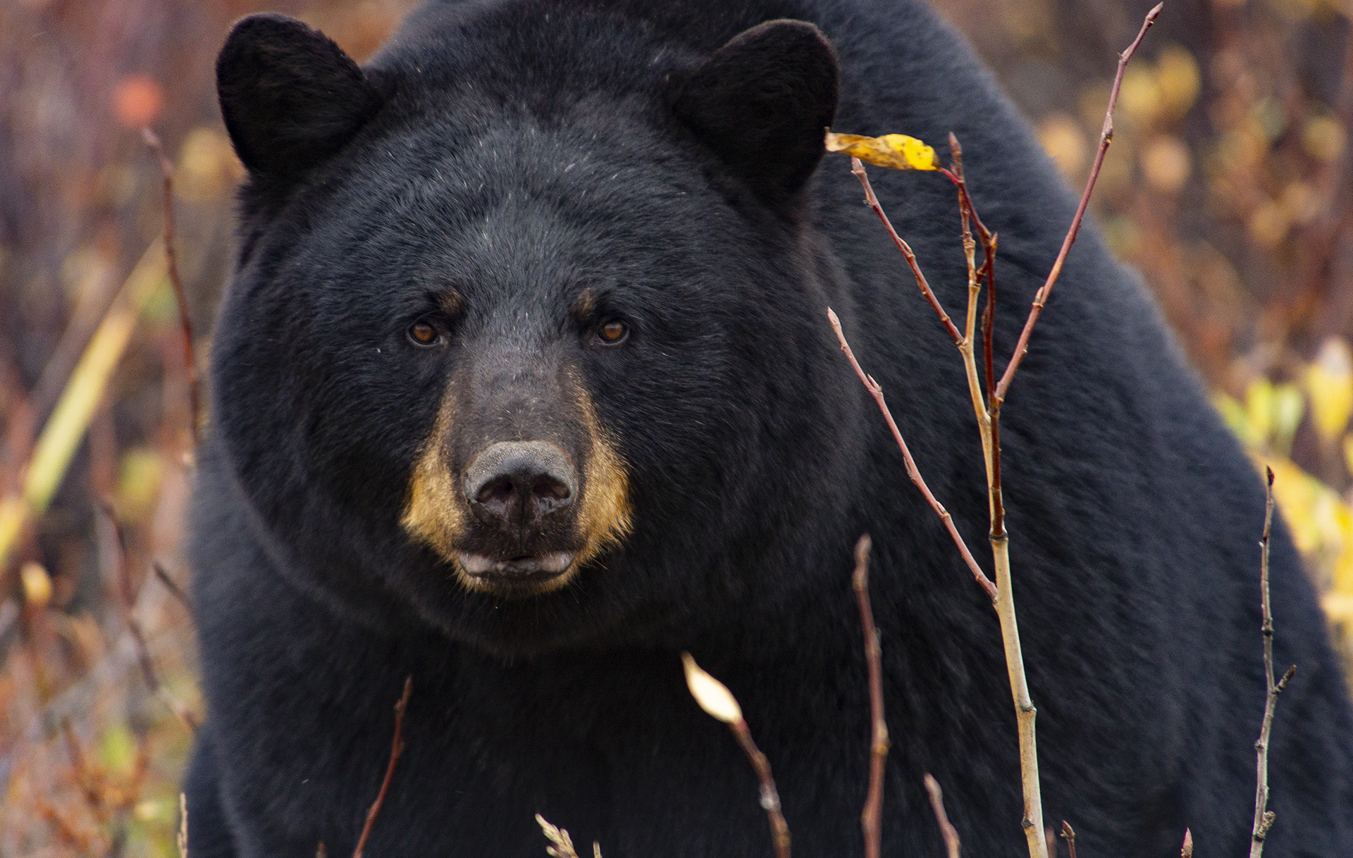 Black-Bear-Cheryl-Hnatiuk.jpg