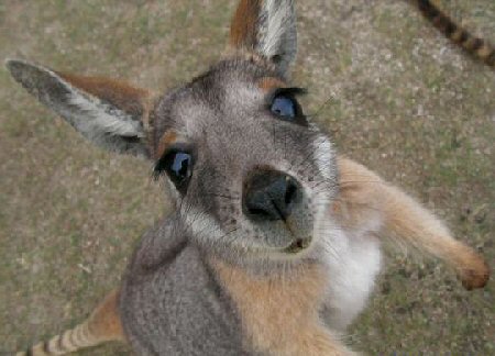 baby_kangaroo.jpg