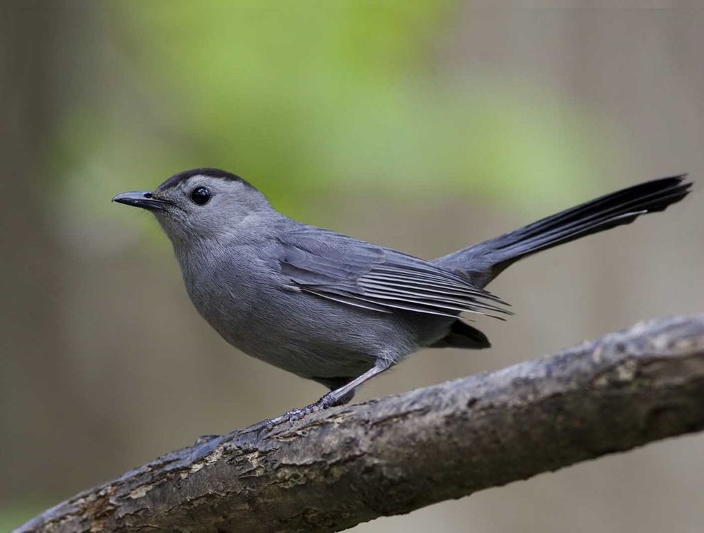 gray-catbird-2158s.jpg