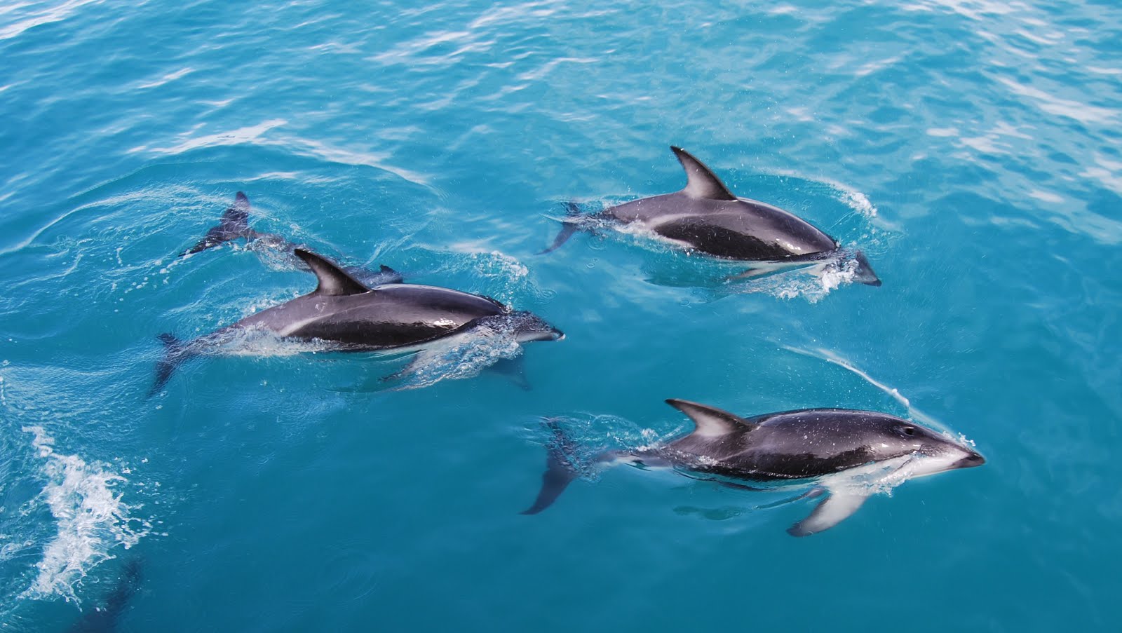 Dusky+Dolphin2.JPG