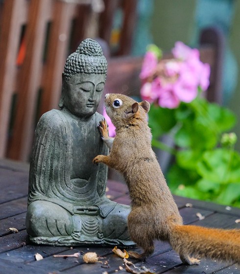 G9: Squirrels Like the Budha: Micro Four Thirds Talk Forum: Digital  Photography Review