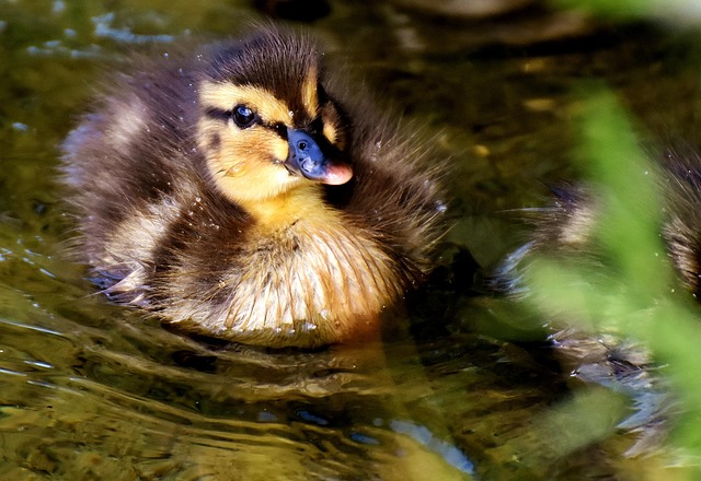 mallard-2460884_640.jpg