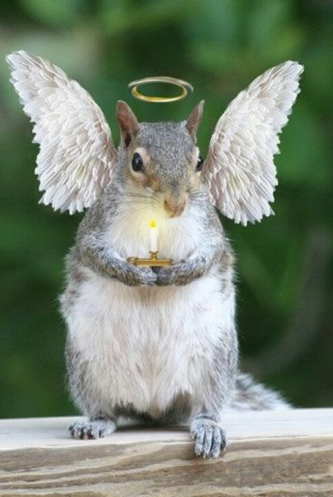 Squirrel angle ready for singing debut in the Tree Top Choir | Squirrel  funny, Cute squirrel, Cute animal pictures