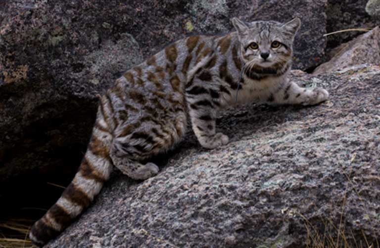 7-cat-768x502.jpg