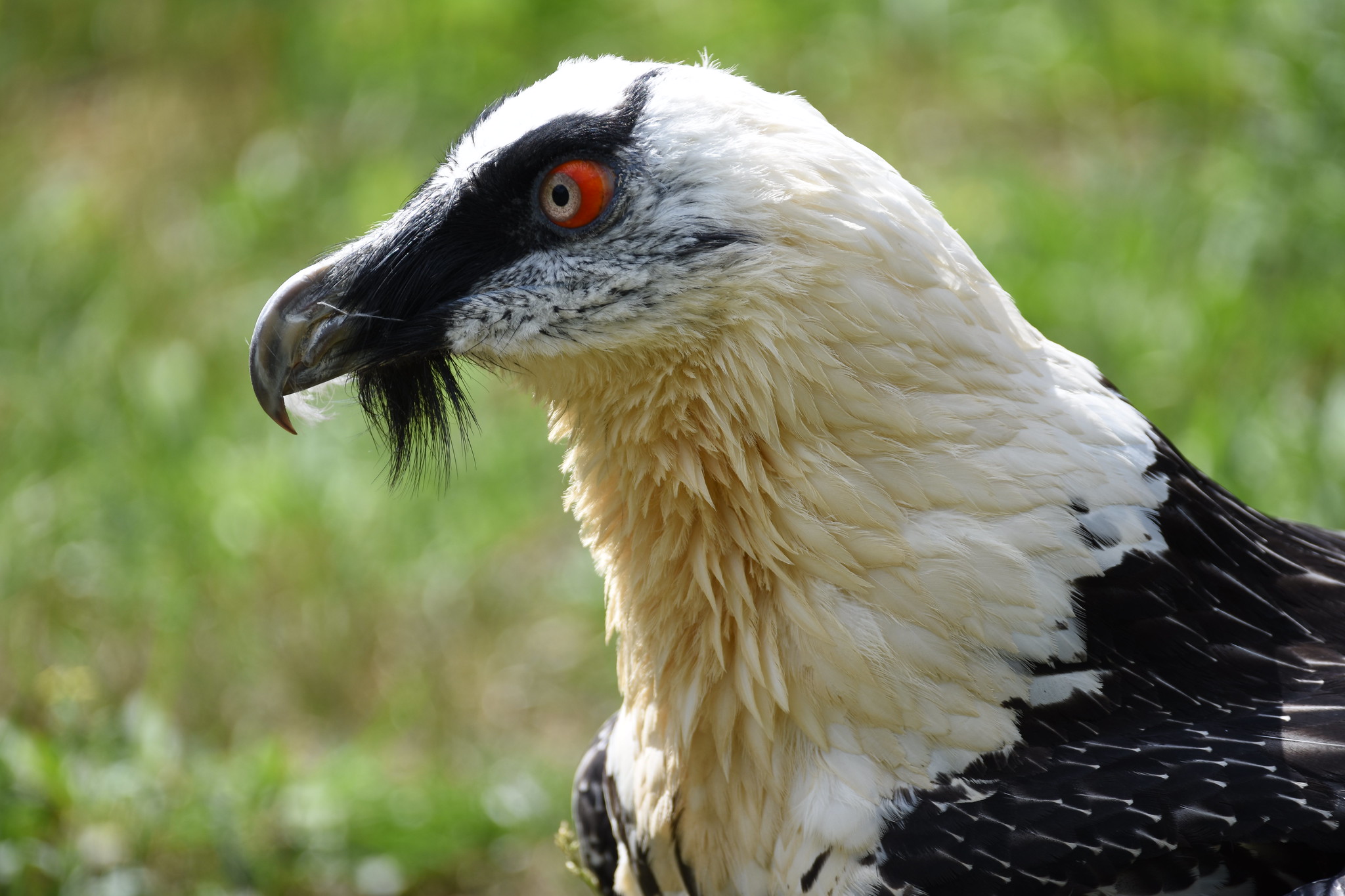 Bearded-Vulture-Head.jpg
