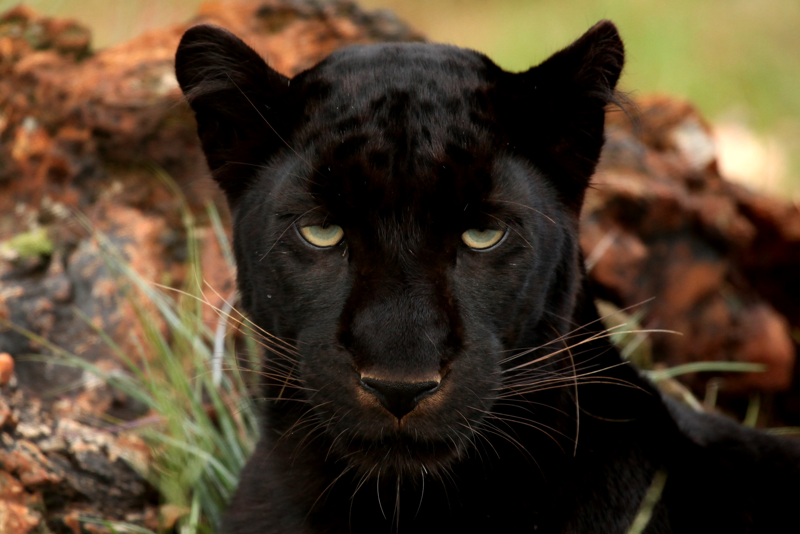 Black_Panther.JPG